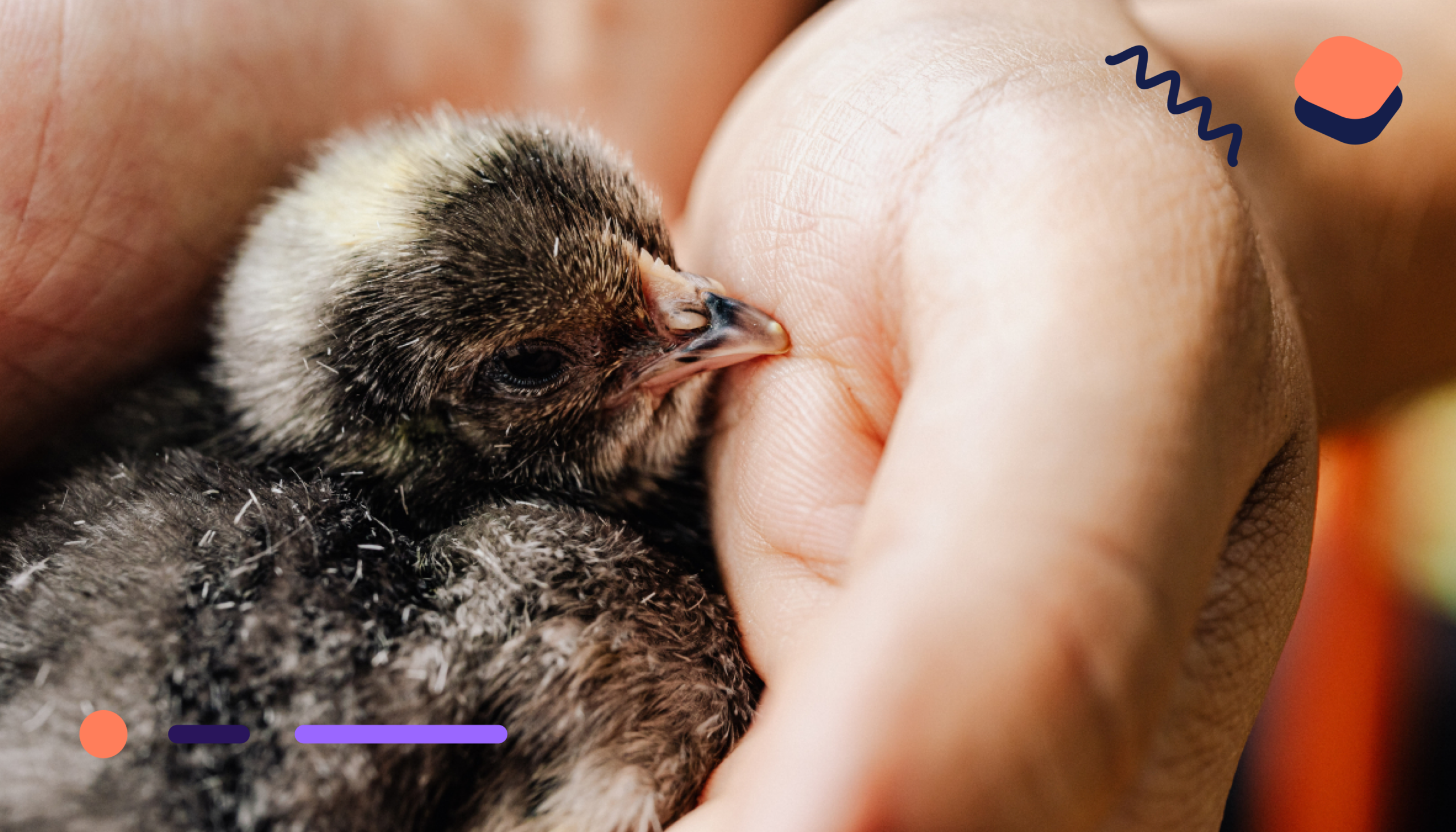 Image : Can banks improve animal welfare? Yes, and you can too &mdash; an interview with Sinergia Animal